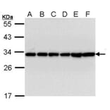 14-3-3 beta antibody from Signalway Antibody (22832) - Antibodies.com