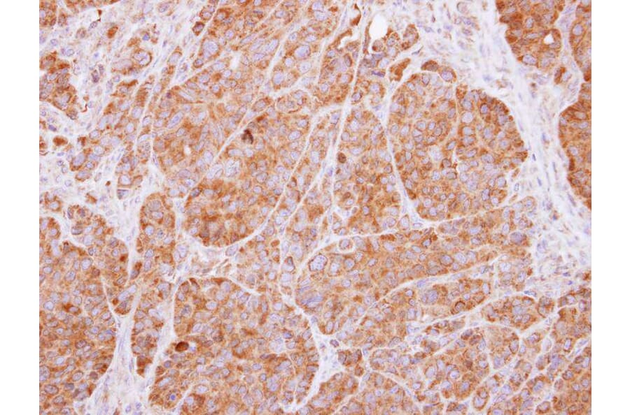 Immunohistochemistry - 14-3-3 beta antibody from Signalway Antibody (22832) - Antibodies.com