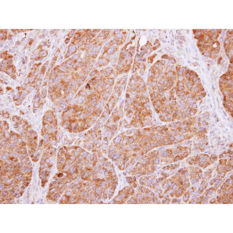 Immunohistochemistry - 14-3-3 beta antibody from Signalway Antibody (22832) - Antibodies.com