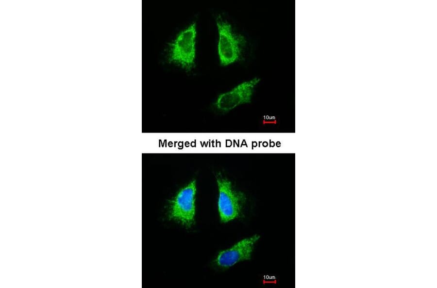 Immunofluorescence - 14-3-3 beta antibody from Signalway Antibody (22832) - Antibodies.com