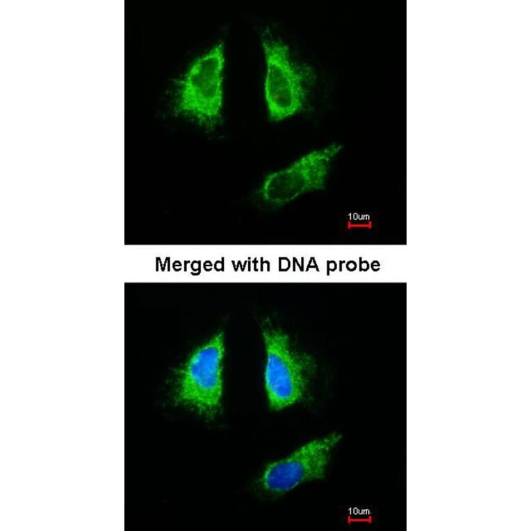 Immunofluorescence - 14-3-3 beta antibody from Signalway Antibody (22832) - Antibodies.com