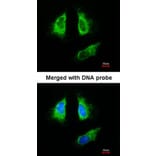 Immunofluorescence - 14-3-3 beta antibody from Signalway Antibody (22832) - Antibodies.com