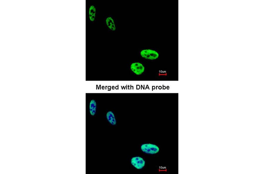 Immunofluorescence - hnRNP C1/C2 antibody from Signalway Antibody (22836) - Antibodies.com
