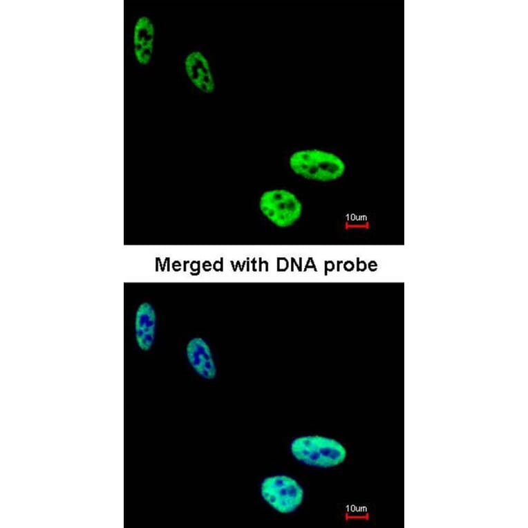 Immunofluorescence - hnRNP C1/C2 antibody from Signalway Antibody (22836) - Antibodies.com