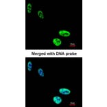 Immunofluorescence - hnRNP C1/C2 antibody from Signalway Antibody (22836) - Antibodies.com