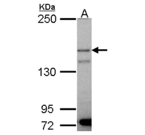 p150 (PIK3R4) antibody from Signalway Antibody (22851) - Antibodies.com