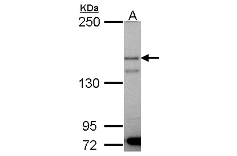 p150 (PIK3R4) antibody from Signalway Antibody (22851) - Antibodies.com