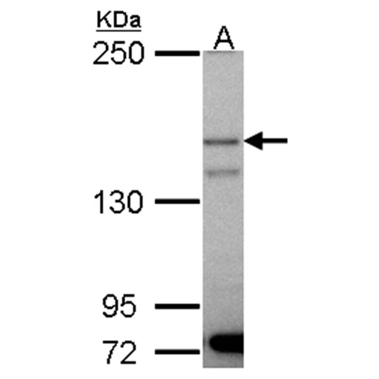 p150 (PIK3R4) antibody from Signalway Antibody (22851) - Antibodies.com