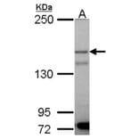 p150 (PIK3R4) antibody from Signalway Antibody (22851) - Antibodies.com