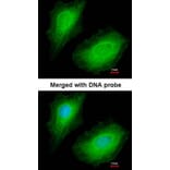 Immunofluorescence - p150 (PIK3R4) antibody from Signalway Antibody (22851) - Antibodies.com