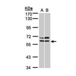 AMPK alpha 2 antibody from Signalway Antibody (22873) - Antibodies.com