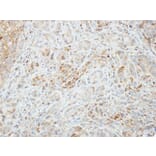 Immunohistochemistry - AMPK alpha 2 antibody from Signalway Antibody (22873) - Antibodies.com