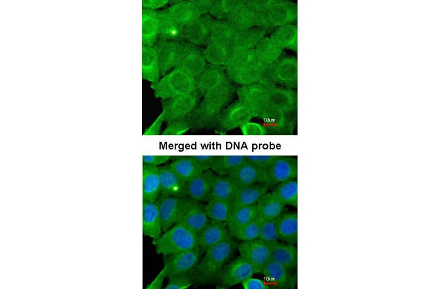 Immunofluorescence - AMPK alpha 2 antibody from Signalway Antibody (22873) - Antibodies.com