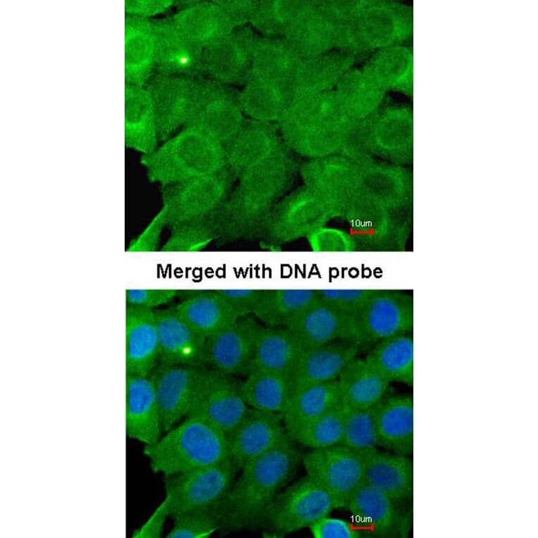 Immunofluorescence - AMPK alpha 2 antibody from Signalway Antibody (22873) - Antibodies.com