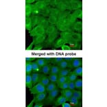 Immunofluorescence - AMPK alpha 2 antibody from Signalway Antibody (22873) - Antibodies.com