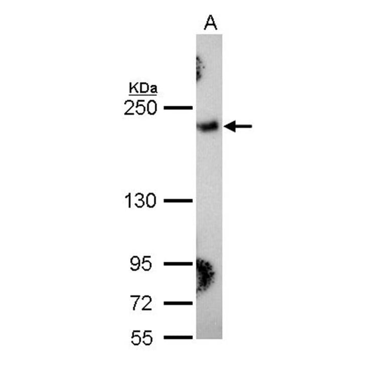 Collagen III antibody from Signalway Antibody (22894) - Antibodies.com