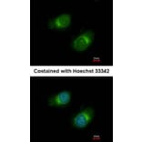 Immunofluorescence - Collagen III antibody from Signalway Antibody (22894) - Antibodies.com