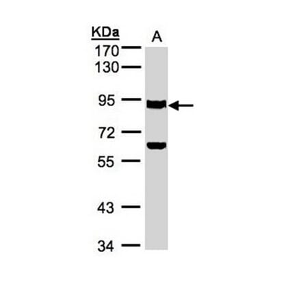 Ku80 (XRCC5) antibody from Signalway Antibody (22944) - Antibodies.com