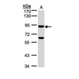 Ku80 (XRCC5) antibody from Signalway Antibody (22944) - Antibodies.com