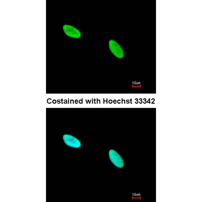 Immunofluorescence - Ku80 (XRCC5) antibody from Signalway Antibody (22944) - Antibodies.com