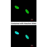 Immunofluorescence - Ku80 (XRCC5) antibody from Signalway Antibody (22944) - Antibodies.com