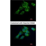 Immunofluorescence - 17beta-HSD4 antibody from Signalway Antibody (23020) - Antibodies.com