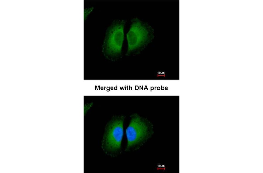 Immunofluorescence - Kininogen LC antibody from Signalway Antibody (23031) - Antibodies.com