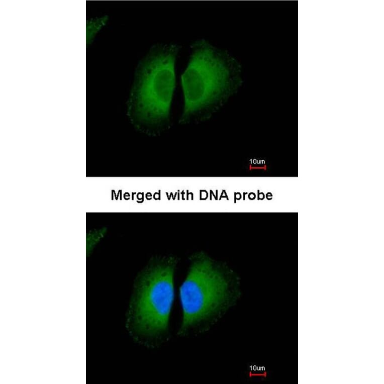 Immunofluorescence - Kininogen LC antibody from Signalway Antibody (23031) - Antibodies.com