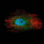 LIM kinase 2 antibody from Signalway Antibody (23035) - Antibodies.com