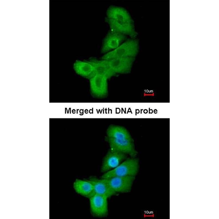 Immunofluorescence - LIM kinase 2 antibody from Signalway Antibody (23036) - Antibodies.com