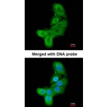 Immunofluorescence - LIM kinase 2 antibody from Signalway Antibody (23036) - Antibodies.com