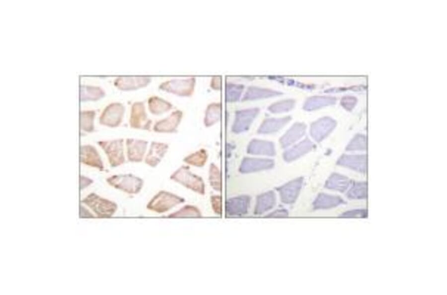 Immunohistochemistry - Akt (Ab-129) Antibody from Signalway Antibody (33145) - Antibodies.com
