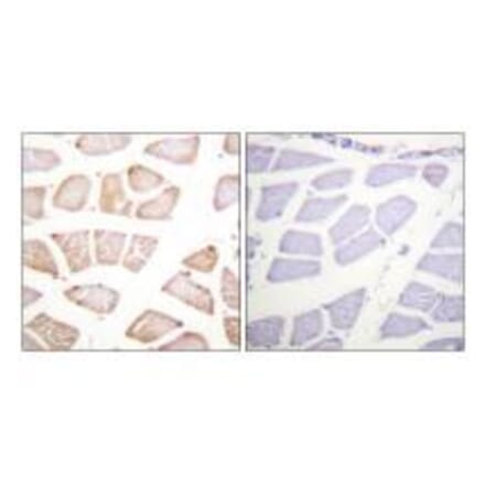 Immunohistochemistry - Akt (Ab-129) Antibody from Signalway Antibody (33145) - Antibodies.com