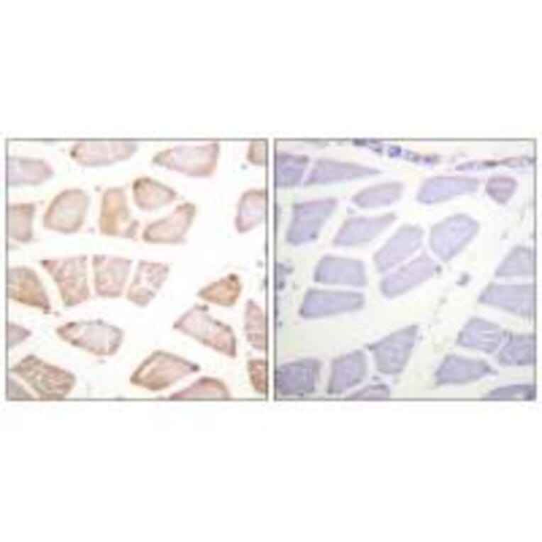 Immunohistochemistry - Akt (Ab-129) Antibody from Signalway Antibody (33145) - Antibodies.com