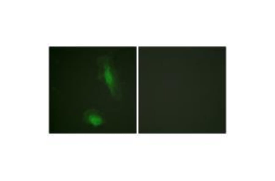 Immunofluorescence - Akt (Ab-129) Antibody from Signalway Antibody (33145) - Antibodies.com