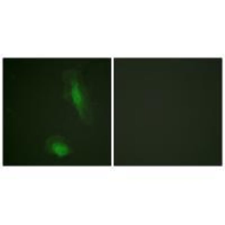 Immunofluorescence - Akt (Ab-129) Antibody from Signalway Antibody (33145) - Antibodies.com