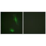 Immunofluorescence - Akt (Ab-129) Antibody from Signalway Antibody (33145) - Antibodies.com