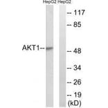 Western blot - Akt (Ab-129) Antibody from Signalway Antibody (33145) - Antibodies.com