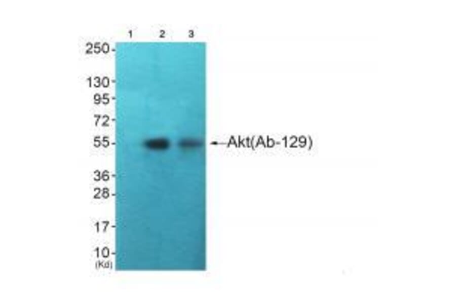 Western blot - Akt (Ab-129) Antibody from Signalway Antibody (33145) - Antibodies.com
