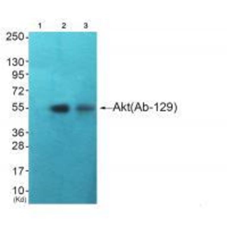 Western blot - Akt (Ab-129) Antibody from Signalway Antibody (33145) - Antibodies.com