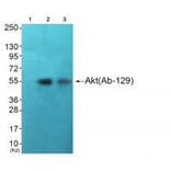 Western blot - Akt (Ab-129) Antibody from Signalway Antibody (33145) - Antibodies.com