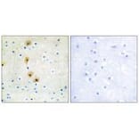 Immunohistochemistry - Akt (Ab-326) Antibody from Signalway Antibody (33152) - Antibodies.com