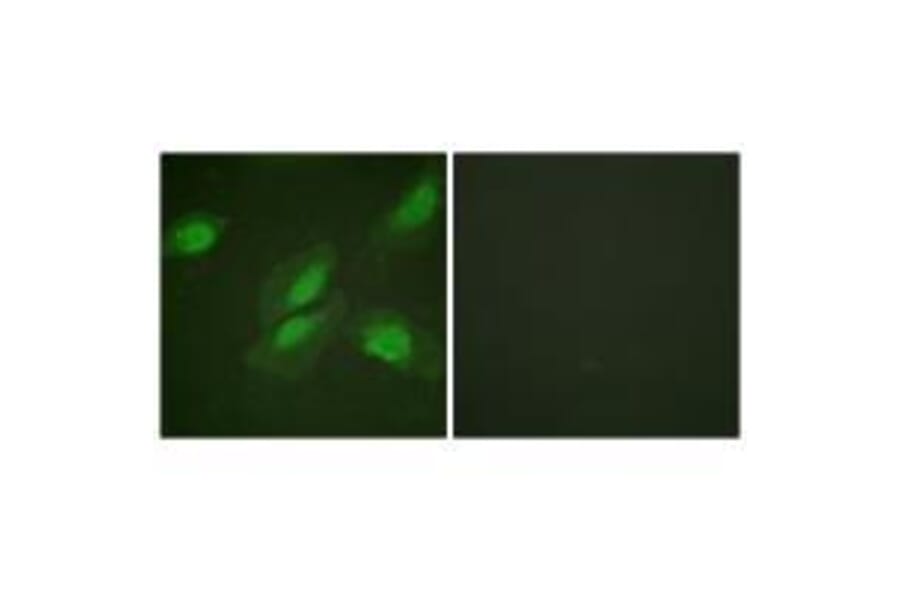 Immunofluorescence - Akt (Ab-326) Antibody from Signalway Antibody (33152) - Antibodies.com