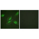 Immunofluorescence - Akt (Ab-326) Antibody from Signalway Antibody (33152) - Antibodies.com