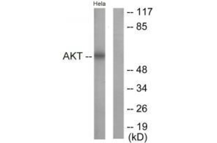 Western blot - Akt (Ab-326) Antibody from Signalway Antibody (33152) - Antibodies.com