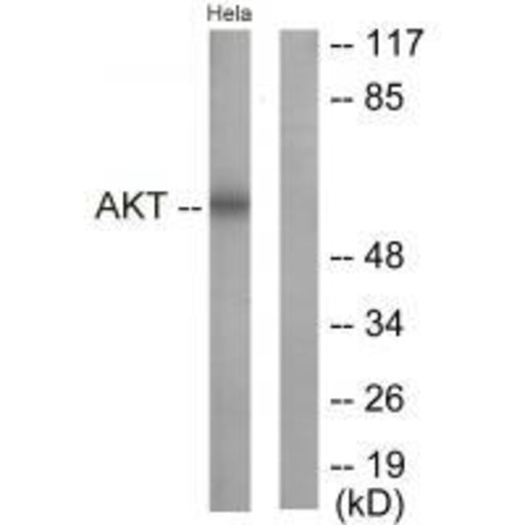 Western blot - Akt (Ab-326) Antibody from Signalway Antibody (33152) - Antibodies.com