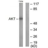 Western blot - Akt (Ab-326) Antibody from Signalway Antibody (33152) - Antibodies.com