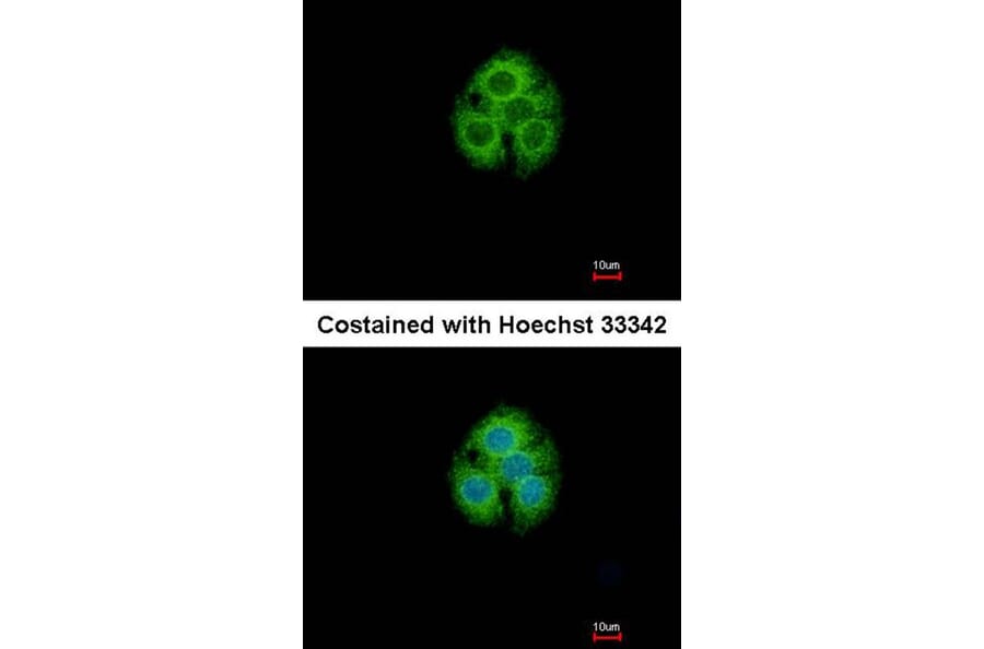 Immunofluorescence - glycine-N-acyltransferase-like 1 antibody from Signalway Antibody (22121) - Antibodies.com