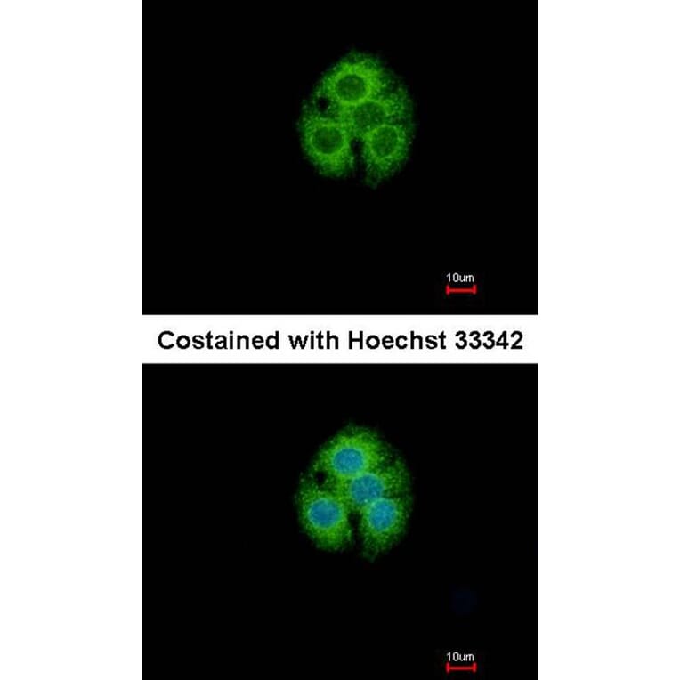 Immunofluorescence - glycine-N-acyltransferase-like 1 antibody from Signalway Antibody (22121) - Antibodies.com