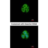 Immunofluorescence - glycine-N-acyltransferase-like 1 antibody from Signalway Antibody (22121) - Antibodies.com